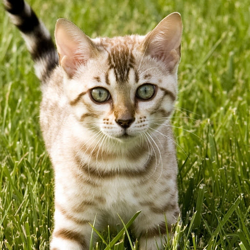 Hd-176796-ascw176796