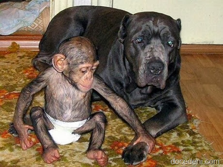 macaco e cadela