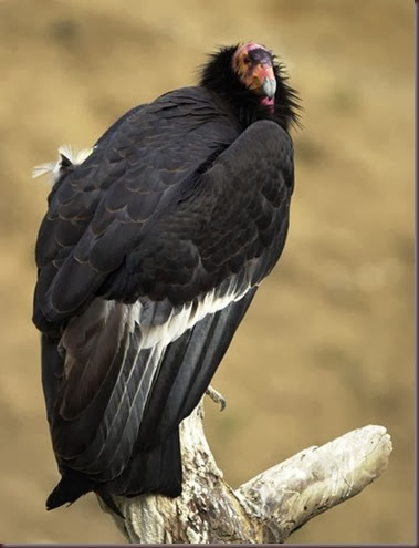 Amazing Animals Pictures California Condor (15)