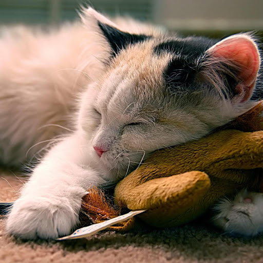 Hd-165053-ascw165053