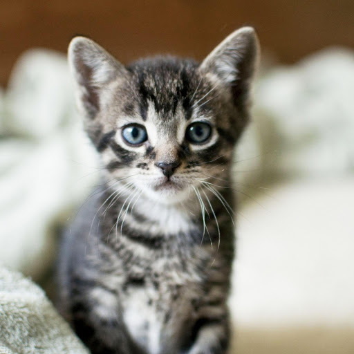 Hd-177619-ascw177619