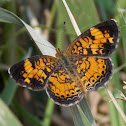 Pearl Crescent