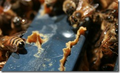 Propolis1 Propolis1