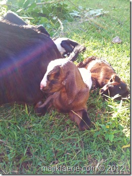 44 newborn goats (599x800)