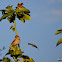 Cape sparrow/ Gewone mossie