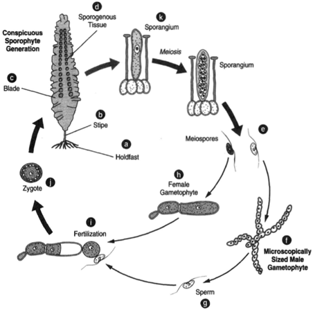 meiospores