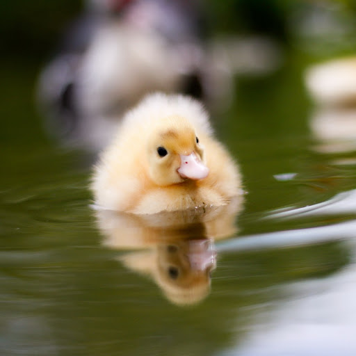 Hd-134634-ascw134634