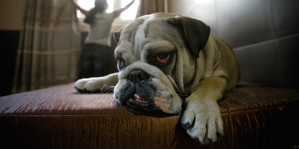 perro conciencia perro conciencia