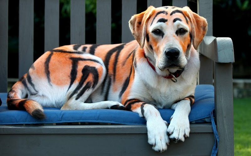 Dog-Tiger-Painting