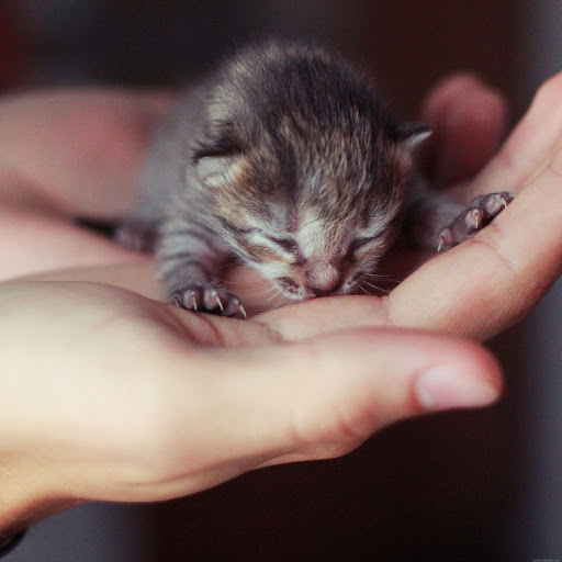 Hd-180726-ascw180726