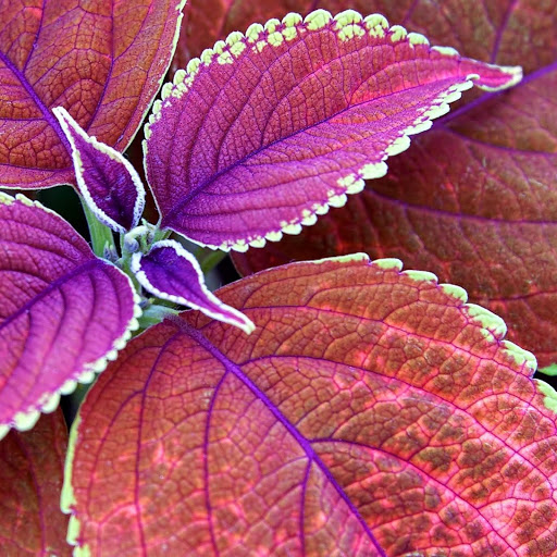 Hd-148533-ascw148533