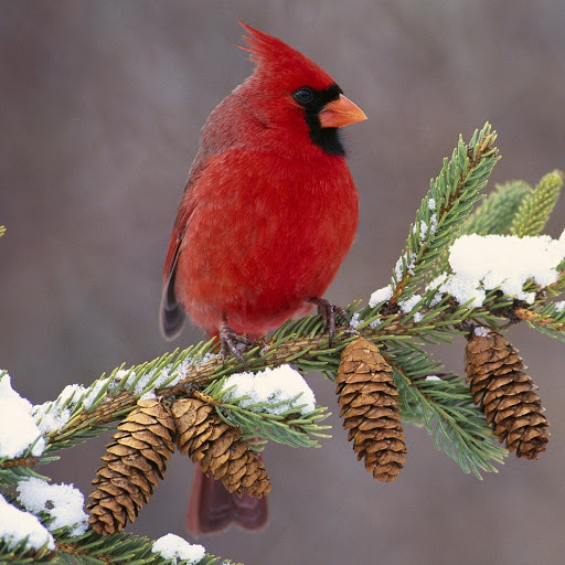 Hd-144262-ascw144262