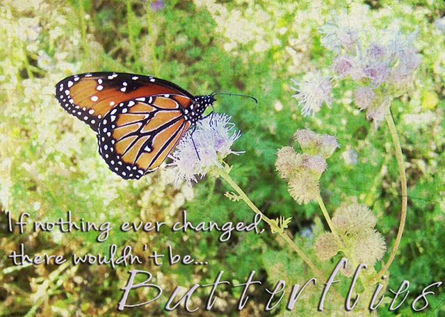 [Change_Butterfly%255B4%255D.jpg]