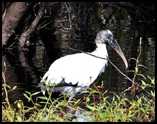 06d - Wood Stork