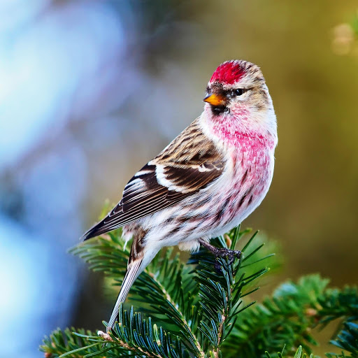 Hd-151475-ascw151475