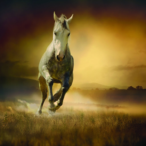 Hd-175442-ascw175442