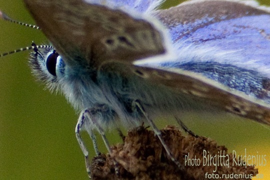 butterfly_20110729_blue2