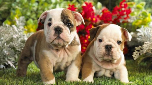 Cute Bulldog puppies Wallpaper