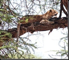 October 24, 2012 leopard in tree