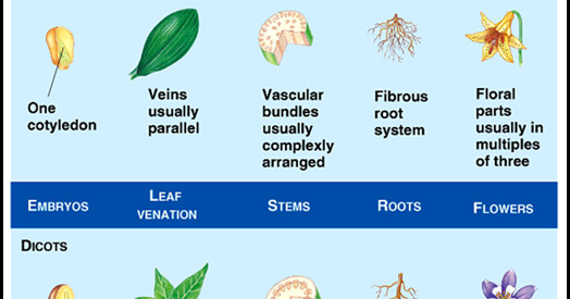 Major Differences Difference Between Monocotyledon And Dicotyledon Plants