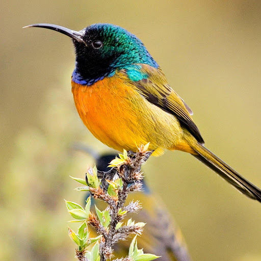 Hd-178063-ascw178063