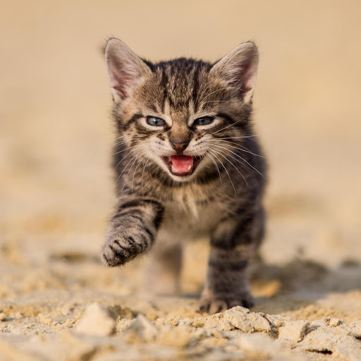 Hd-177252-ascw177252