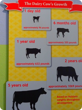 Dairy cows growth