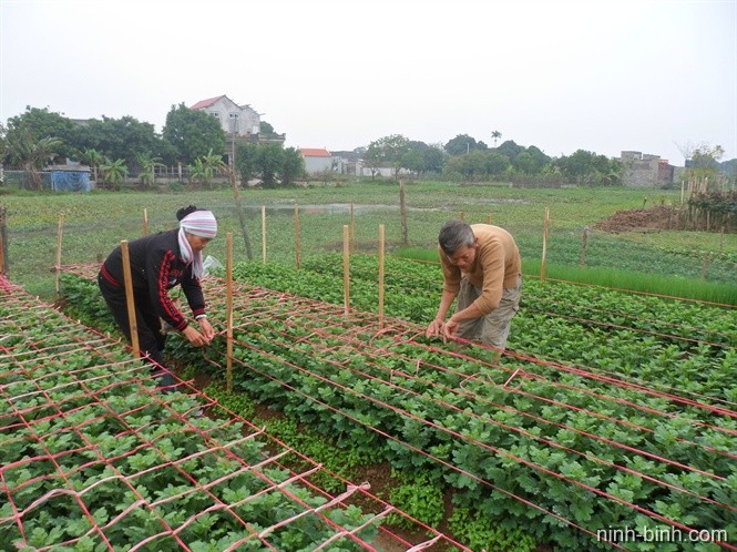 Chăm sóc từng luống hoa chuẩn bị cho tết Chăm sóc từng luống hoa chuẩn bị cho tết