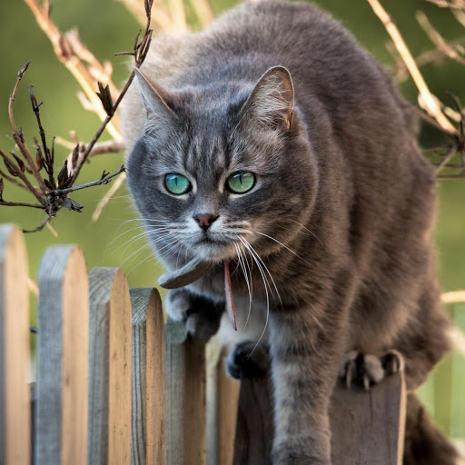 Hd-186094-ascw186094