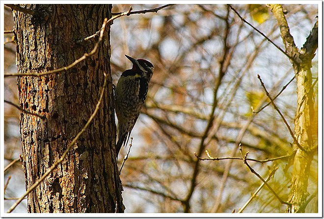 woodpecker-free-pictures-1 (295)