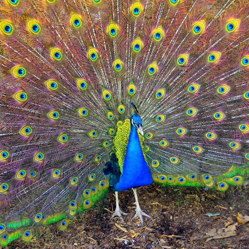 Hd-178019-ascw178019