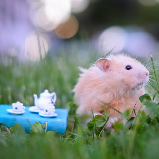 Hd-178156-ascw178156