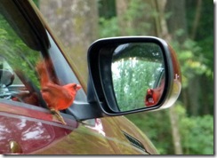 Cardinal attacking his reflection