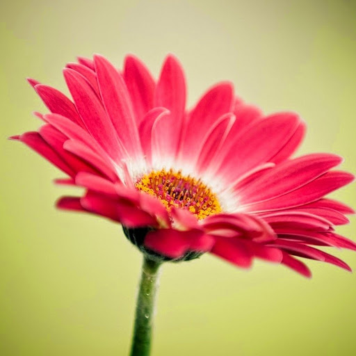 Hd-185988-ascw185988