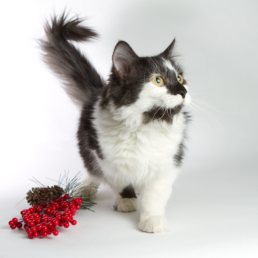 Hd-185933-ascw185933