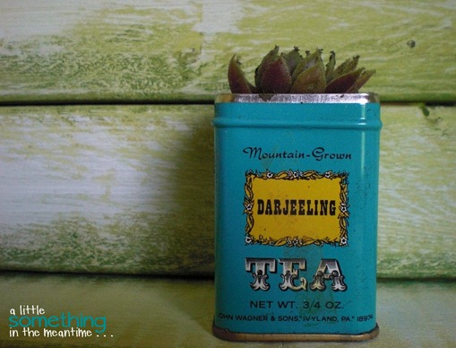 Tea Tin Planters small zoom