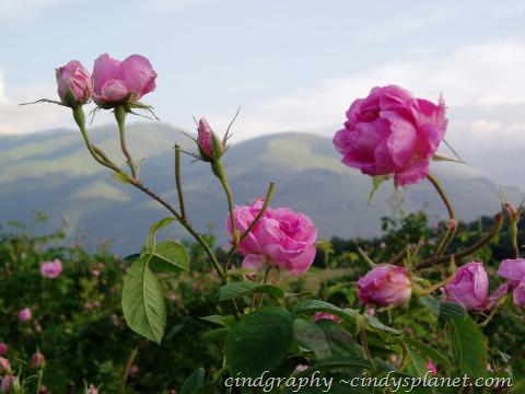 [image%255B2%255D.png.webp]