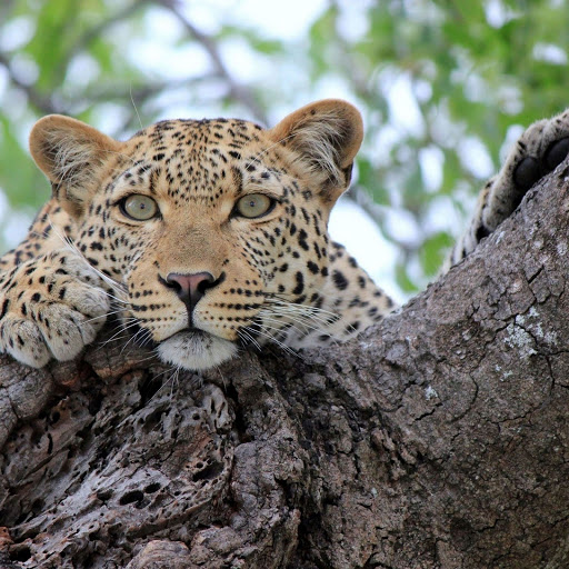 Hd-155994-ascw155994