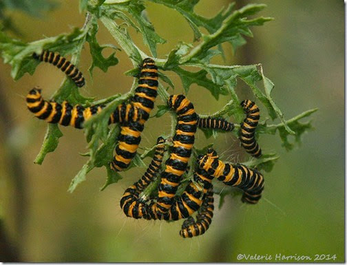 cinnabar-caterpillars