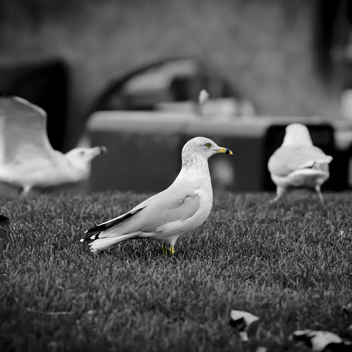 Hd-163979-ascw163979