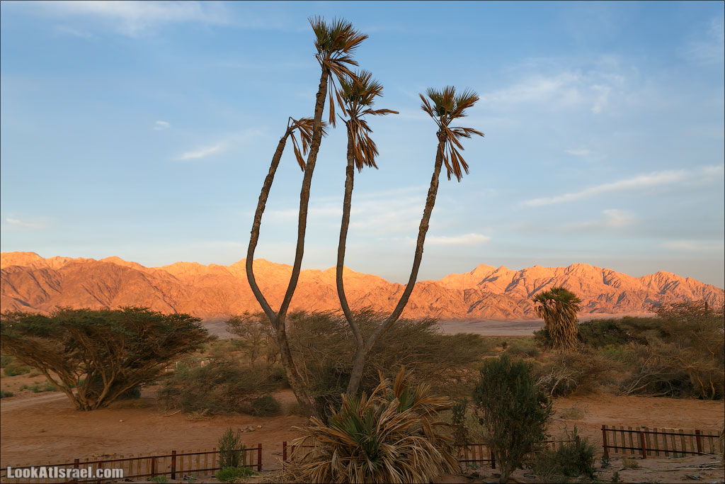Дум пальмы | LookAtIsrael.com - Фото путешествия по Израилю