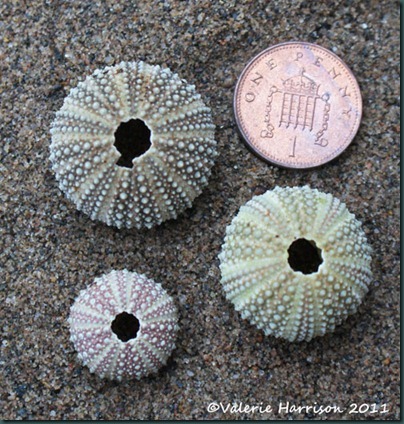 14-tiny-sea-urchins