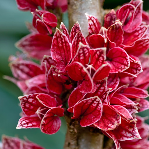 Hd-142401-ascw142401