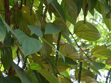 Mirodenii Sri Lanka: piper