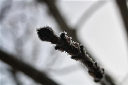 20091215 (1) (Small)