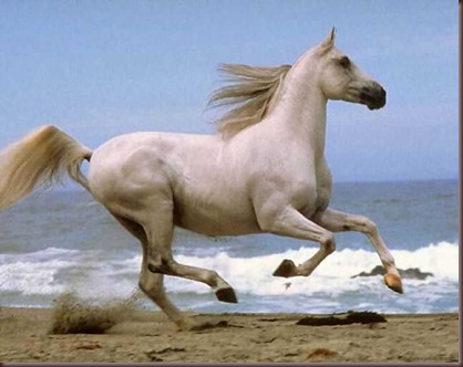 Amazing Animals Pictures Horse (3)