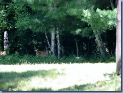 7392 Restoule Provincial Park - two deer seen when walking back to campsite