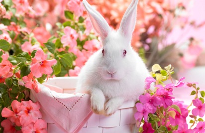 springtime_hare-wide