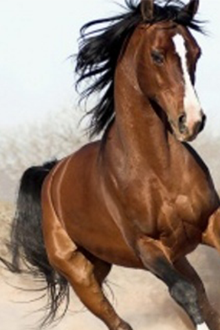 免費下載個人化APP|Arabian Horse Wallpapers app開箱文|APP開箱王