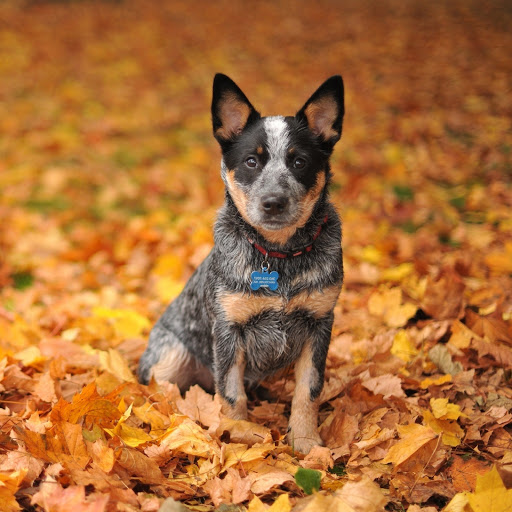 Hd-185257-ascw185257